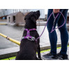 Harnais dog copenhagen Comfort Walk Air™ Harness