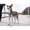 Harnais dog copenhagen Comfort Walk Air™ Harness