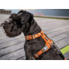 Harnais dog copenhagen Comfort Walk Air™ Harness