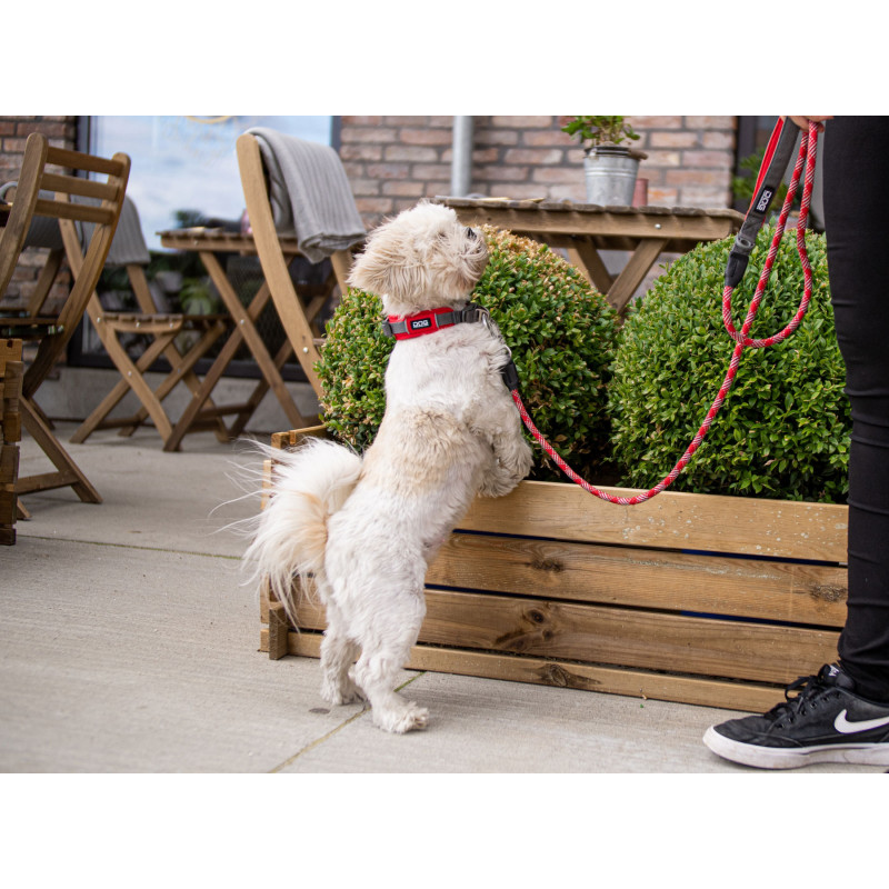 Laisse pour chien Urban Rope (160cm) de Dog Copenhagen - Hariet & Rosie