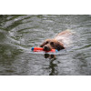 Chuckit Amphibious Bumper Jouet Flottant pour Chien