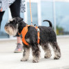 Harnais dog copenhagen Comfort Walk Pro™ Nouvelle collection