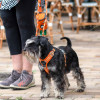 Harnais dog copenhagen Comfort Walk Air™