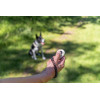 Clicker training + bracelet
