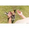 Clicker training + bracelet