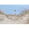 BE NORDIC Tortue Hauke