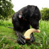 Bois de cerf dentaire en Nylon Sodapup
